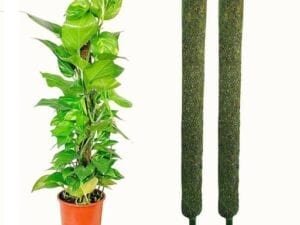 Trendy Plant Accessories - Bhandarum