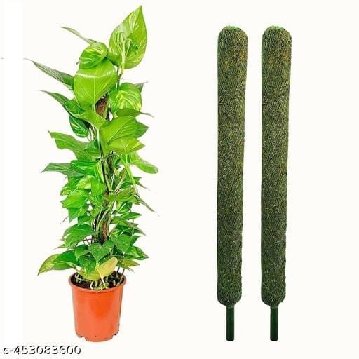 Trendy Plant Accessories - Bhandarum